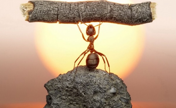 Оказывается, муравьи вовсе не любят работать